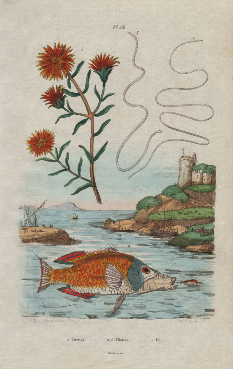 Ficoide (Fig-marigold). Filaires (Parasitic roundworm). Filou 1833 print